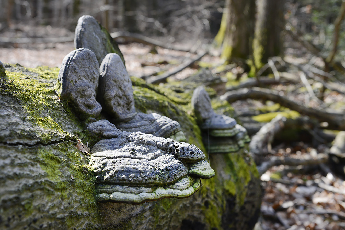 echte tonderzwam (fomes fomentarius 4-2023 7321