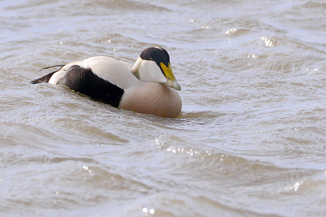 eider (Somateria mollissima) 2-2020 1450