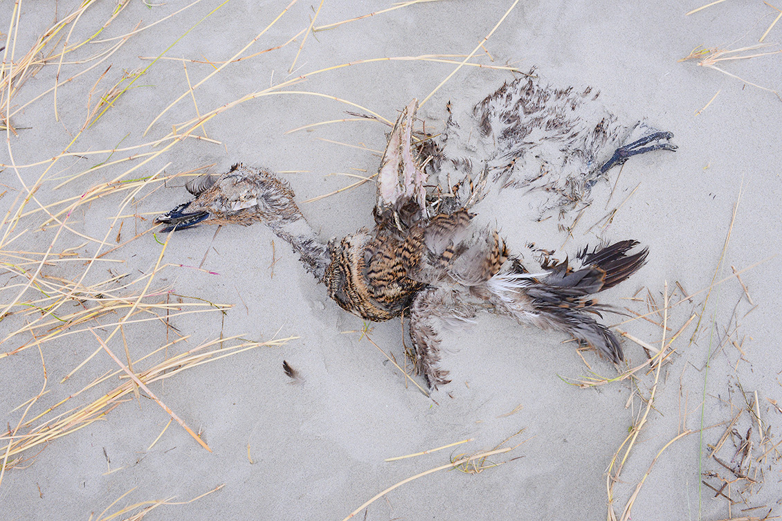 eider (Somateria mollissima) 2-2020 1464