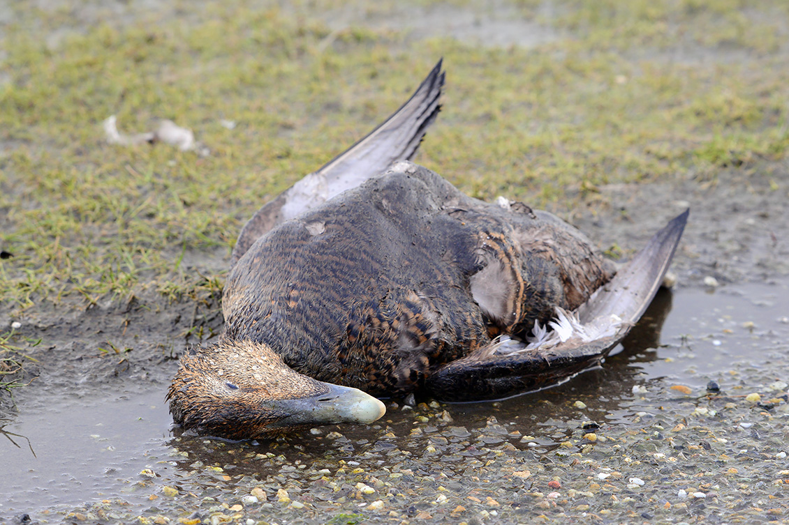 eider (Somateria mollissima) 2-2020 1641