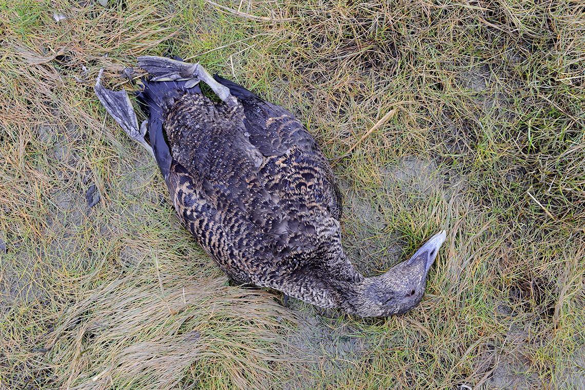 eider (Somateria mollissima) 2-2020 1738