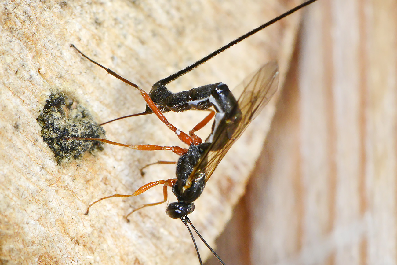 ephialtes manifestator 5-2022 2680