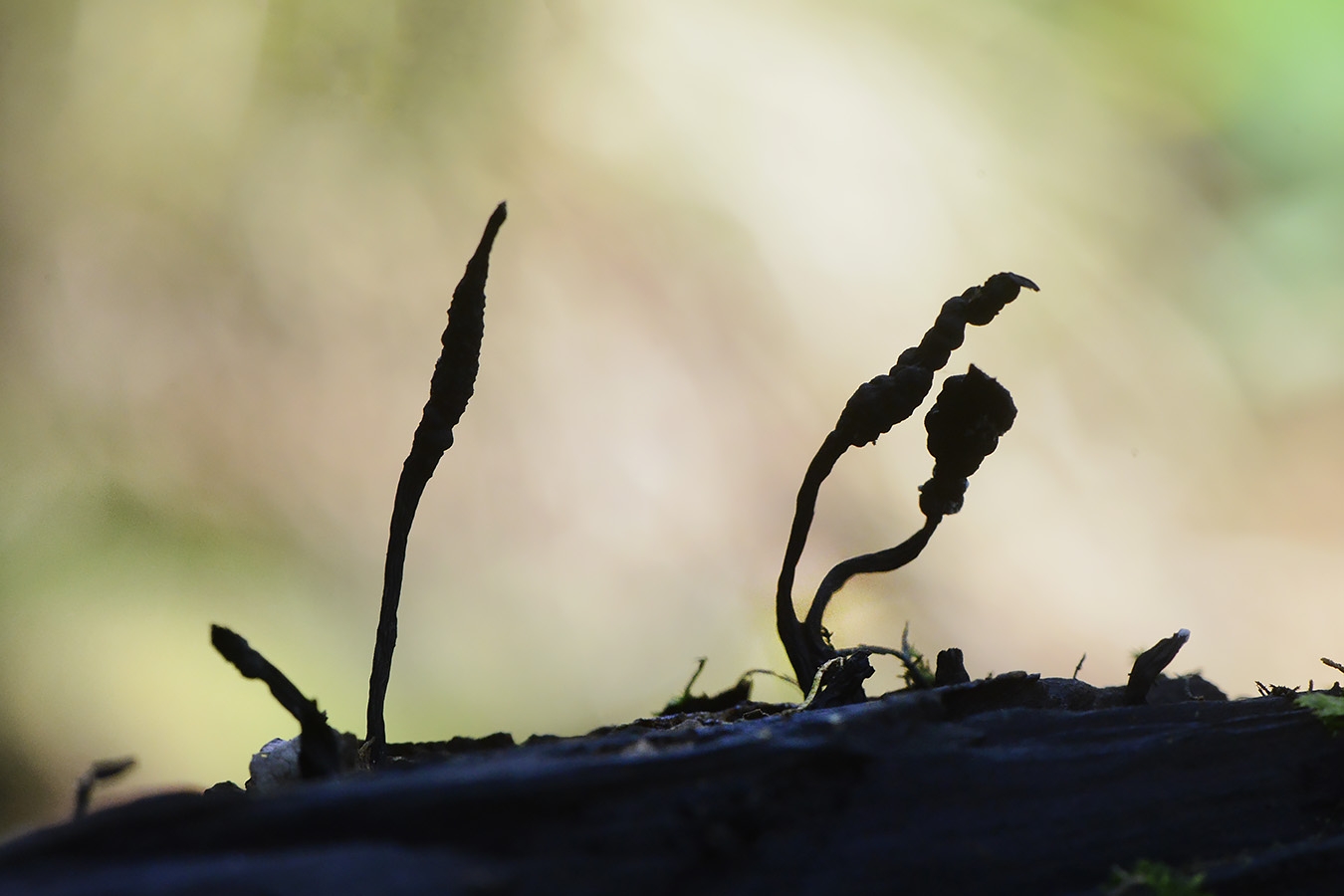 esdoornhoutknotszwam (xilaria longipes) 10-2024 1285