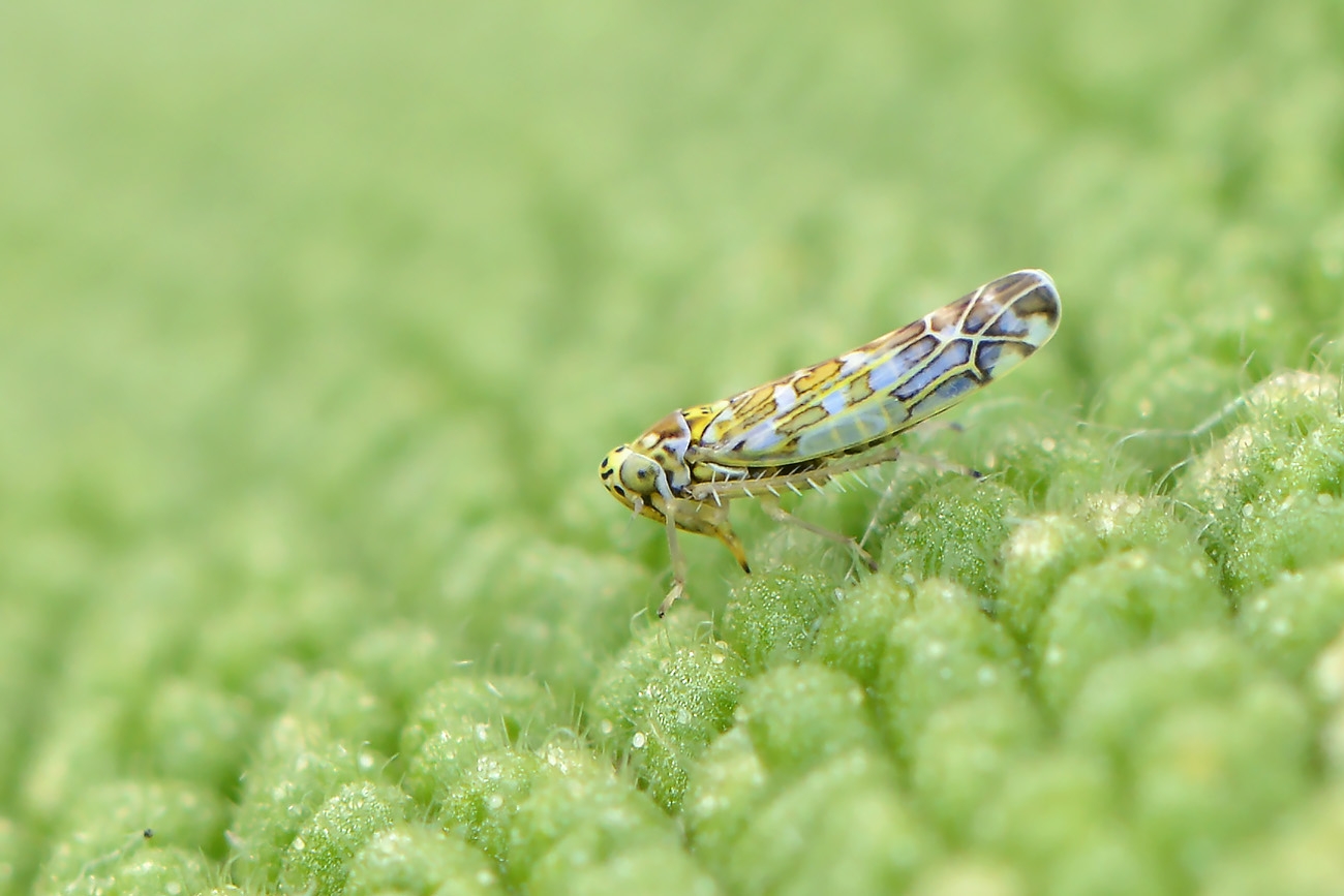 eupteryx decemnotata 5-2022 2837