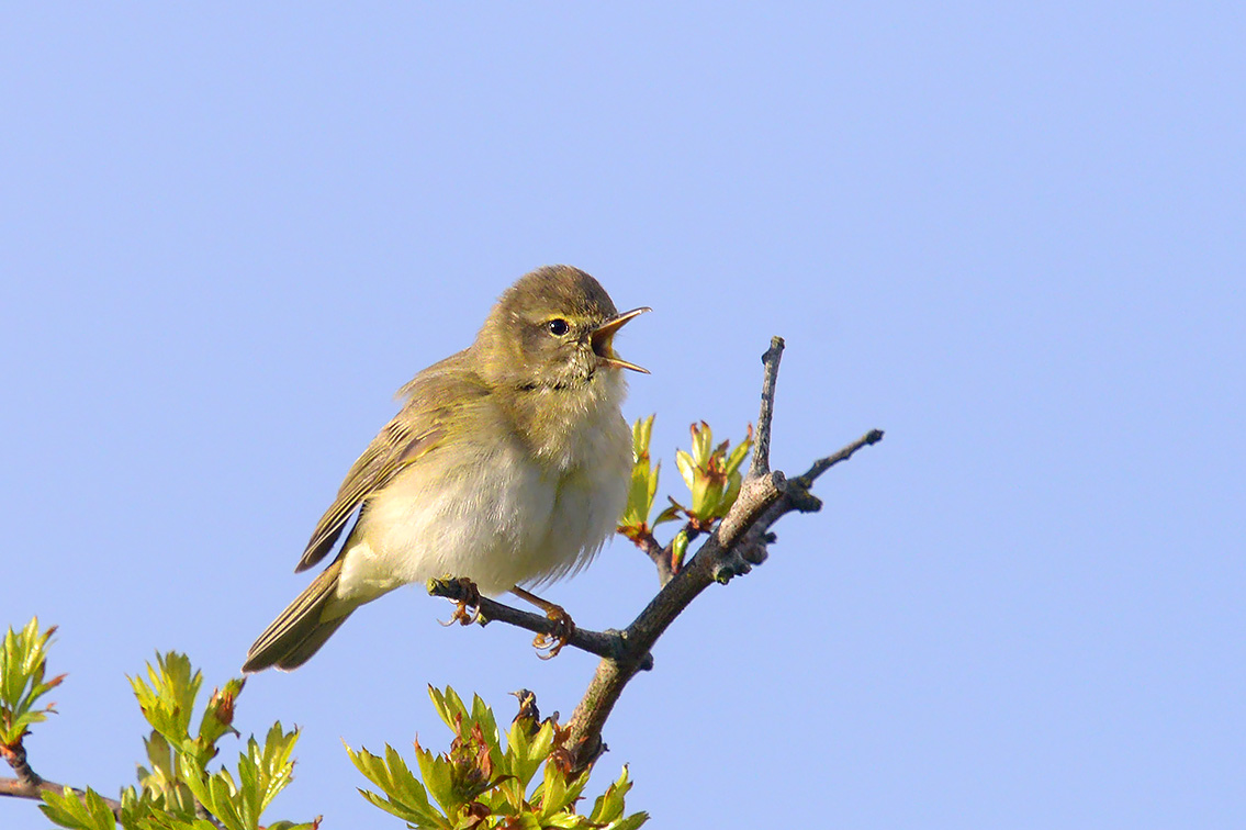 fitis (Phylloscopus trochilus) 4-2017 9641