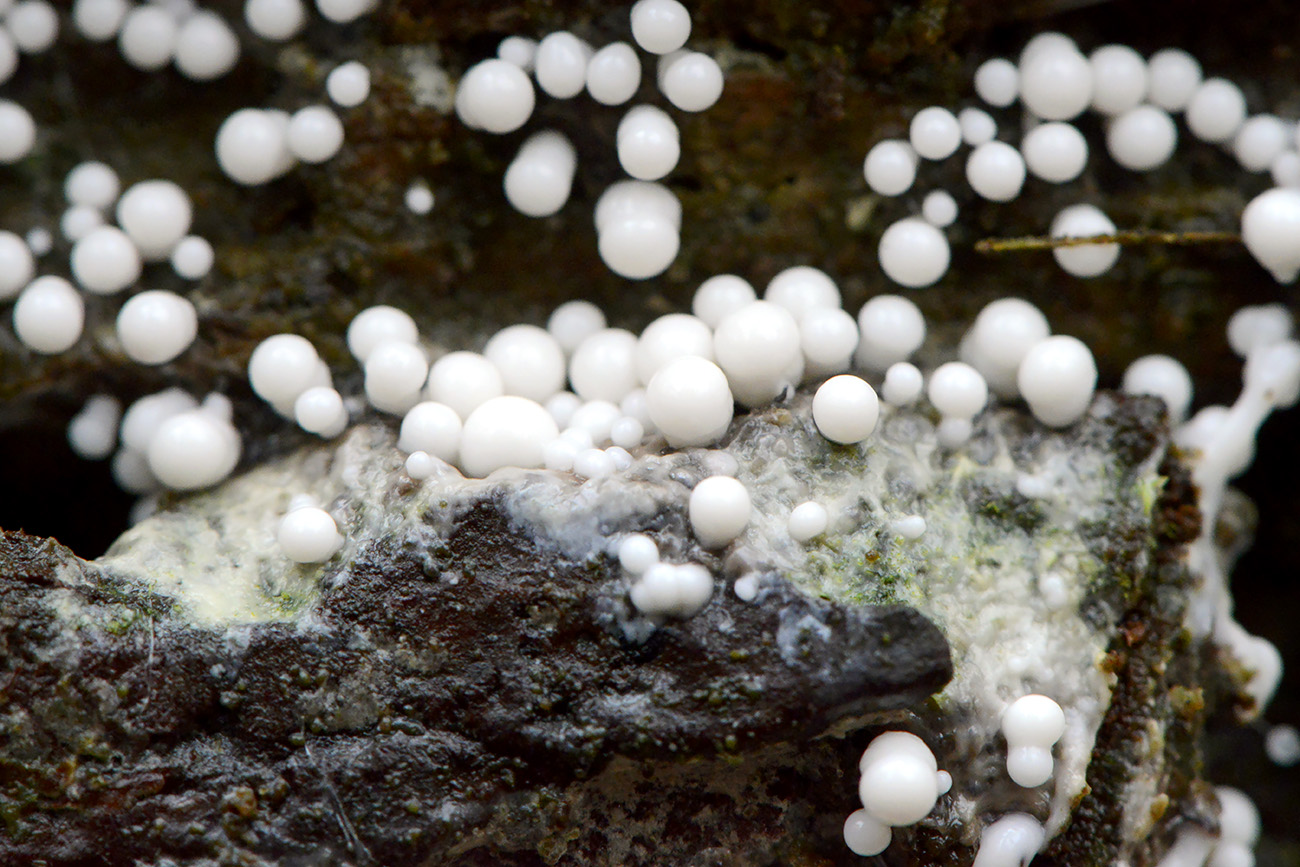 fopdraadwatje (trichia varia) 12-2021 0750