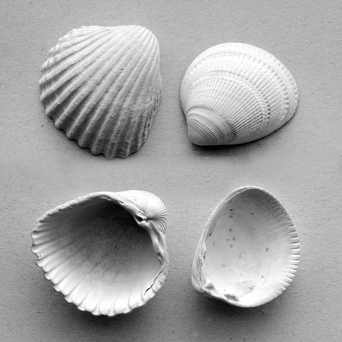 fossiele schelpen 1-2025 1919