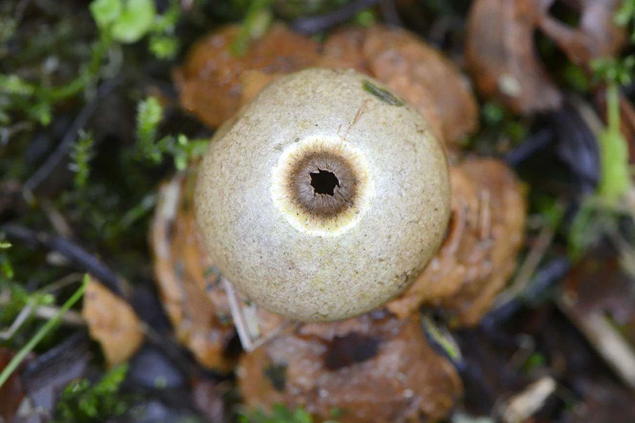 gekraagde aardster (geastrum triplex) 12-2021 0788