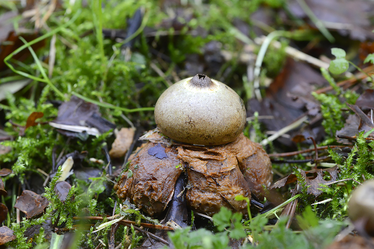 gekraagde aardster (geastrum triplex) 12-2021 0794