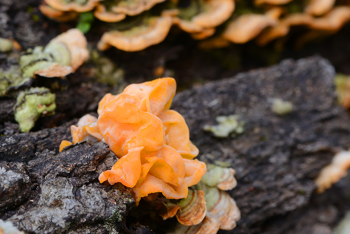 gele hersentrilzwam (Tremella aurantia) 10-2020 3744
