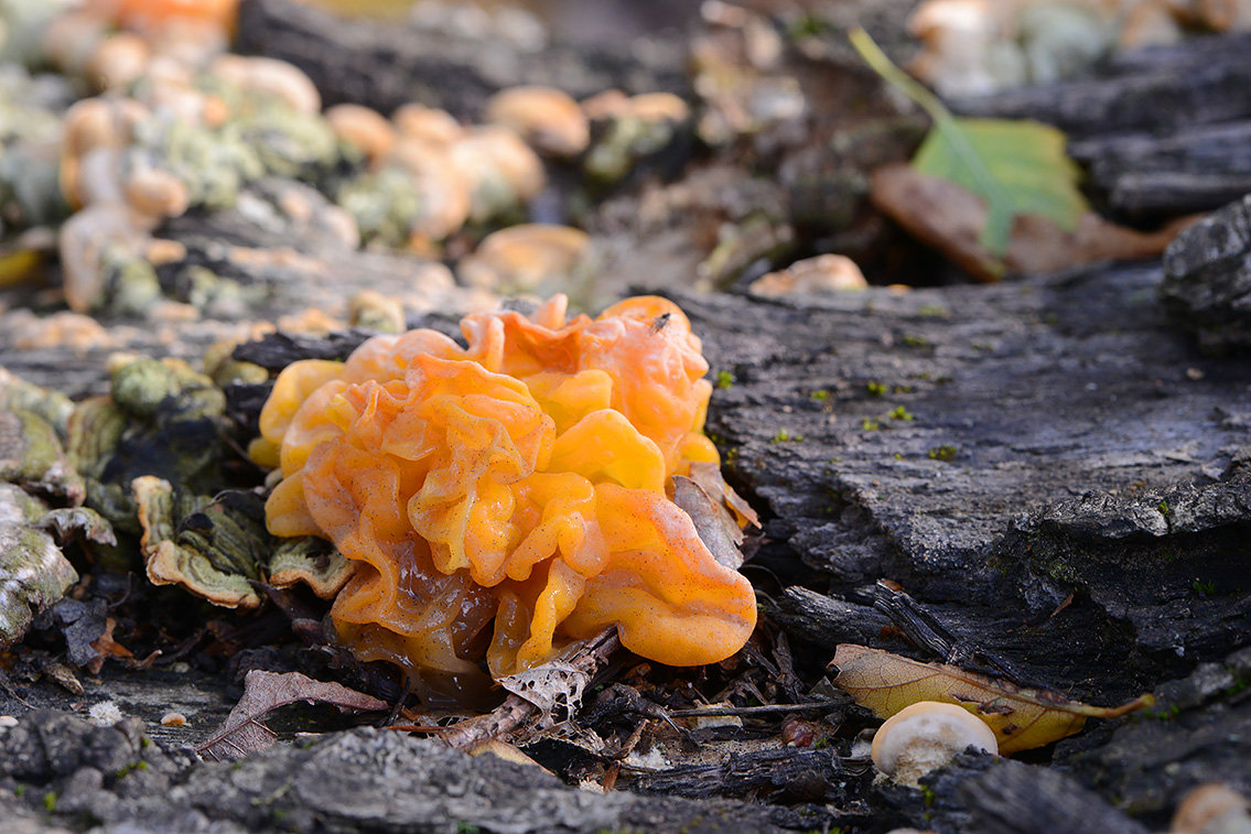 gele hersentrilzwam (Tremella aurantia) 10-2020 3758