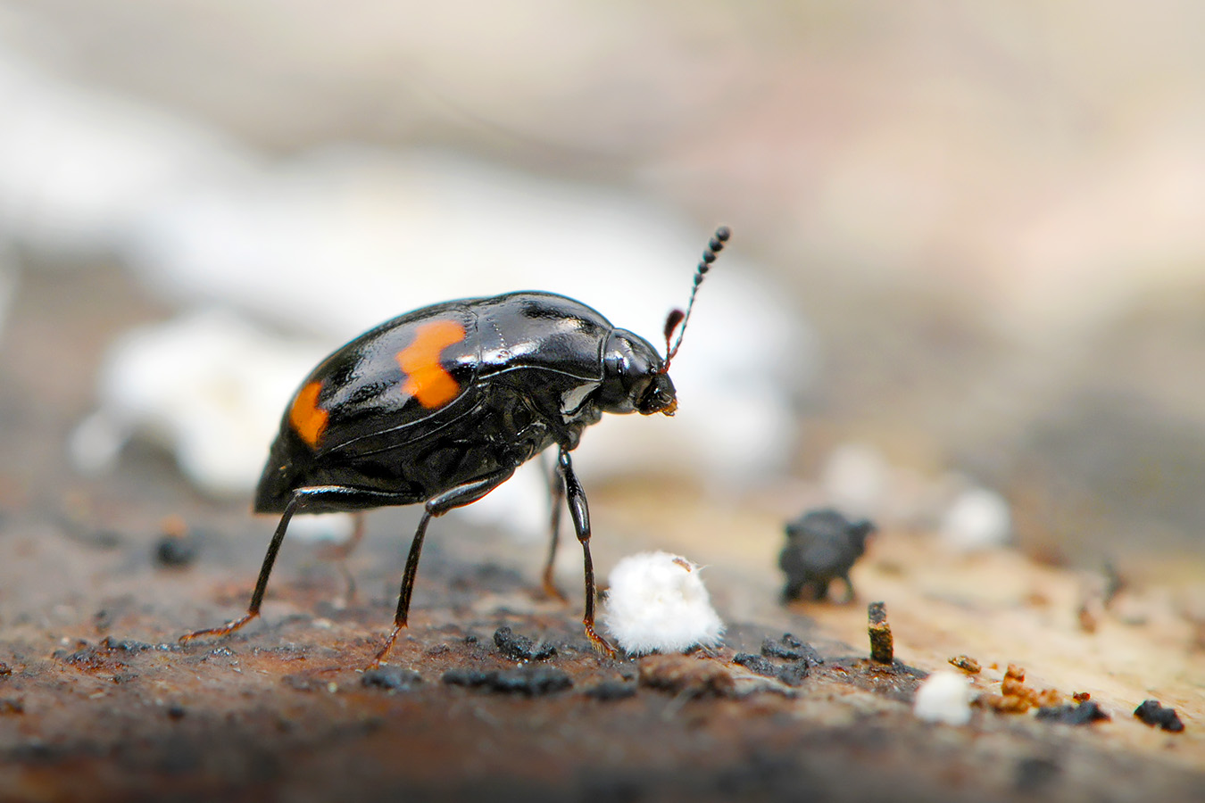 gevlekte schimmelkever (scaphidium quadrimaculatum) 4-2009 4971