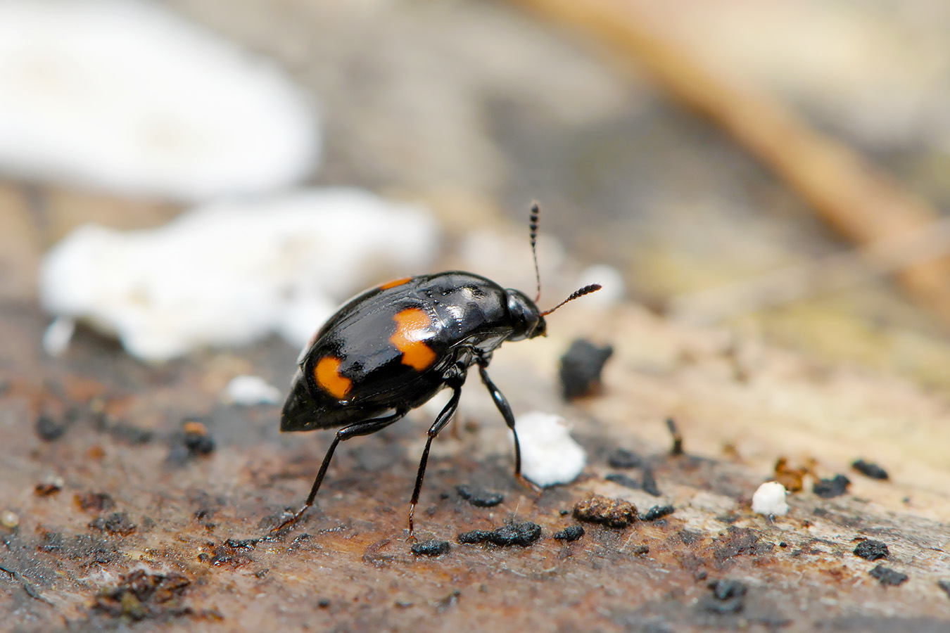 gevlekte schimmelkever (scaphidium quadrimaculatum) 4-2009 4972