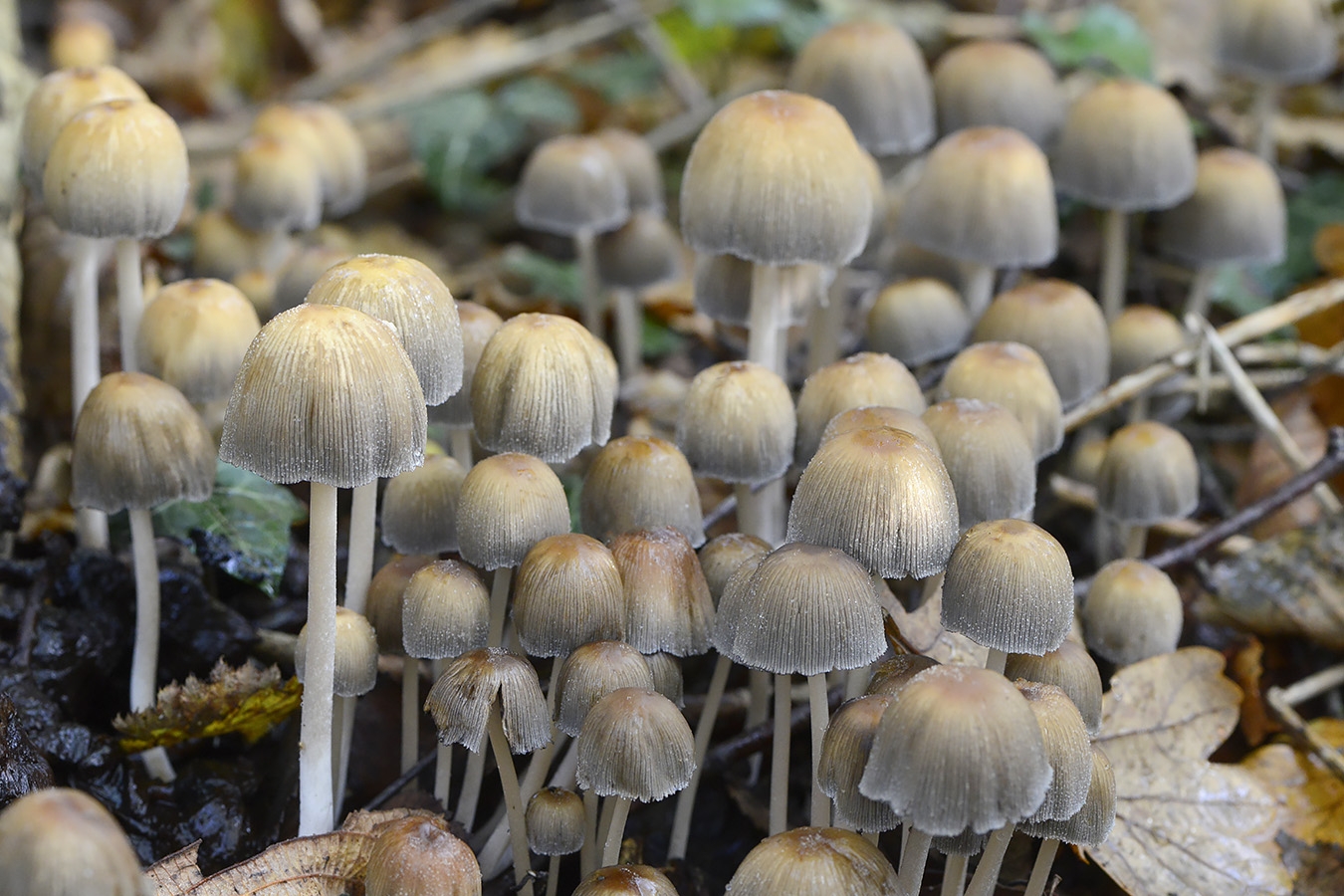 gewone glimmerinktzwam (coprinus micaceus) 11-2024 1685