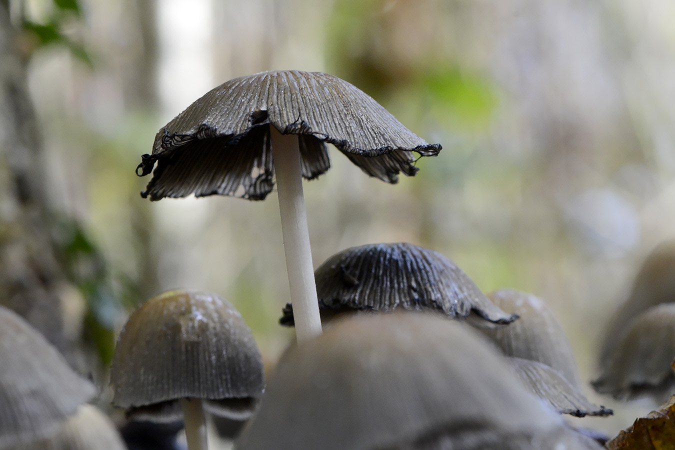 gewone glimmerinktzwam (coprinus micaceus) 11-2024 1689