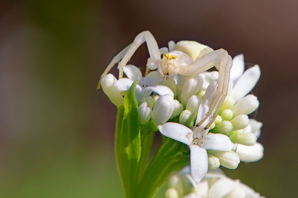 gewone kameleonspin (Misumena vatia) 4-2019 8265