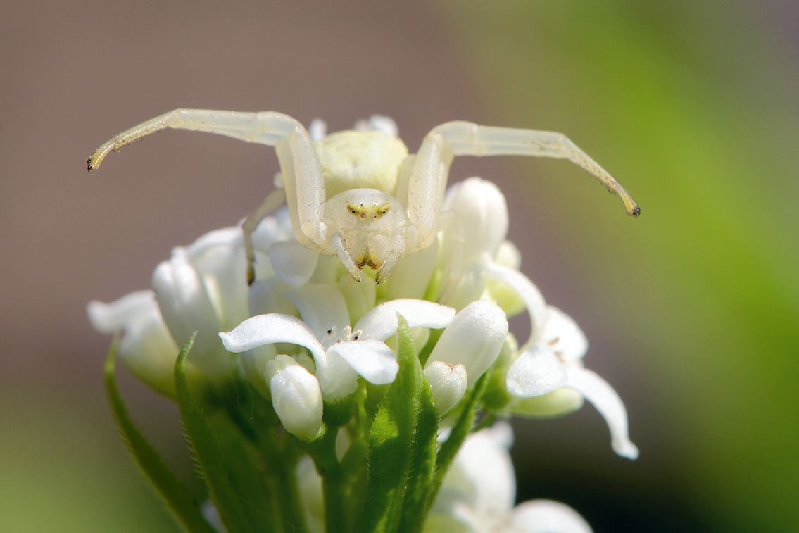 gewone kameleonspin (Misumena vatia) 4-2019 8325