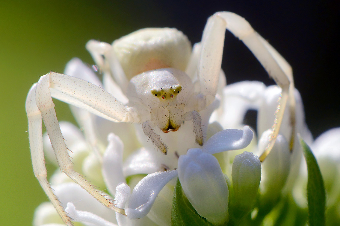 gewone kameleonspin (Misumena vatia) 4-2019 8363