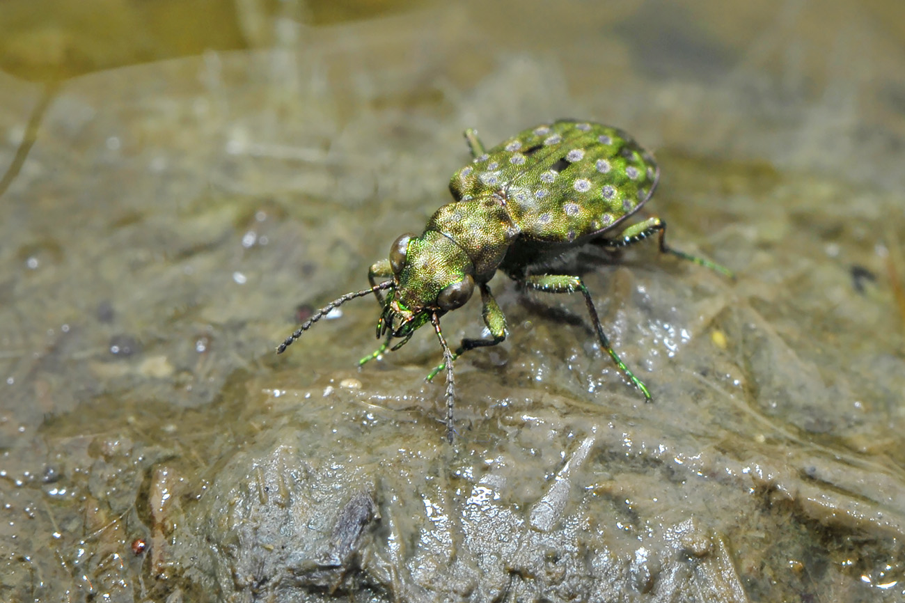 gewone oeverloopkever (elaphrus riparius) 8-2011 0260
