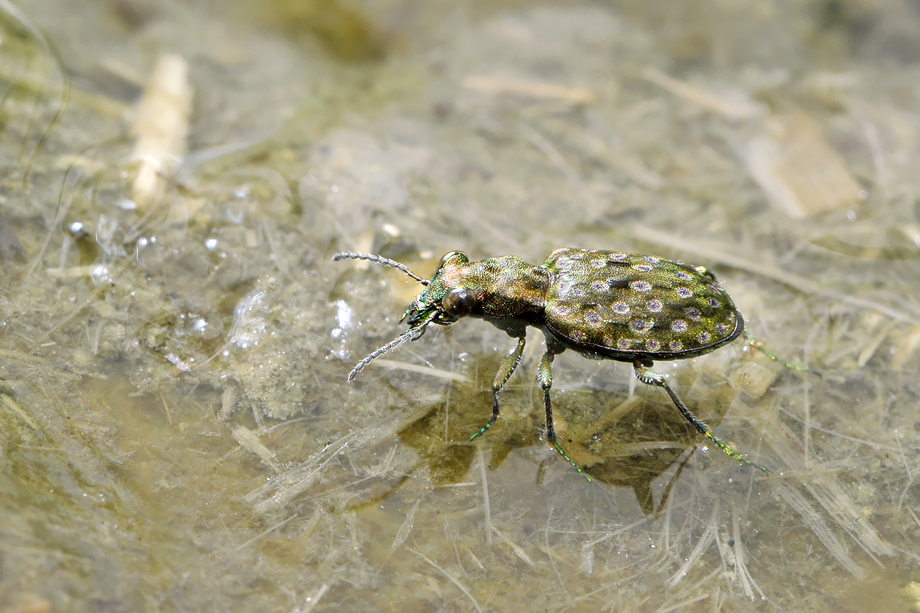 gewone oeverloopkever (elaphrus riparius) 8-2011 0267