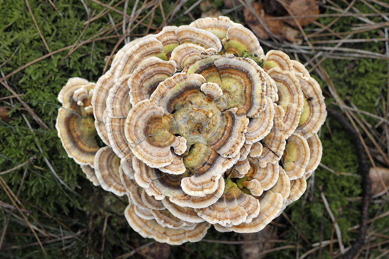 gewoon elvenbankje (trametes veresicolor) 3-2011 4993