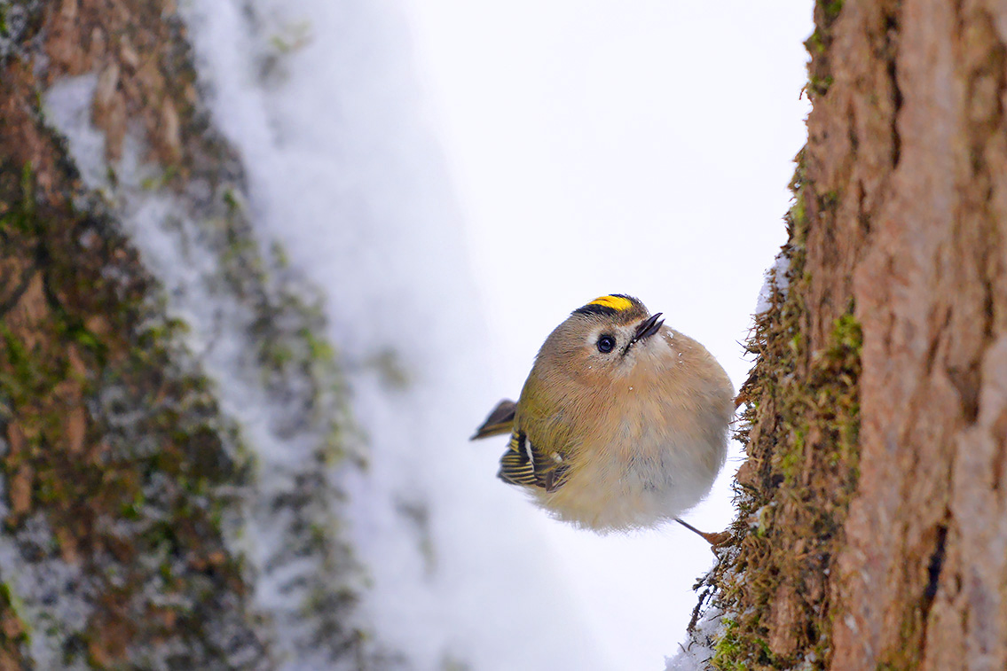 goudhaan (Regulus regulus) 2-2021 5072