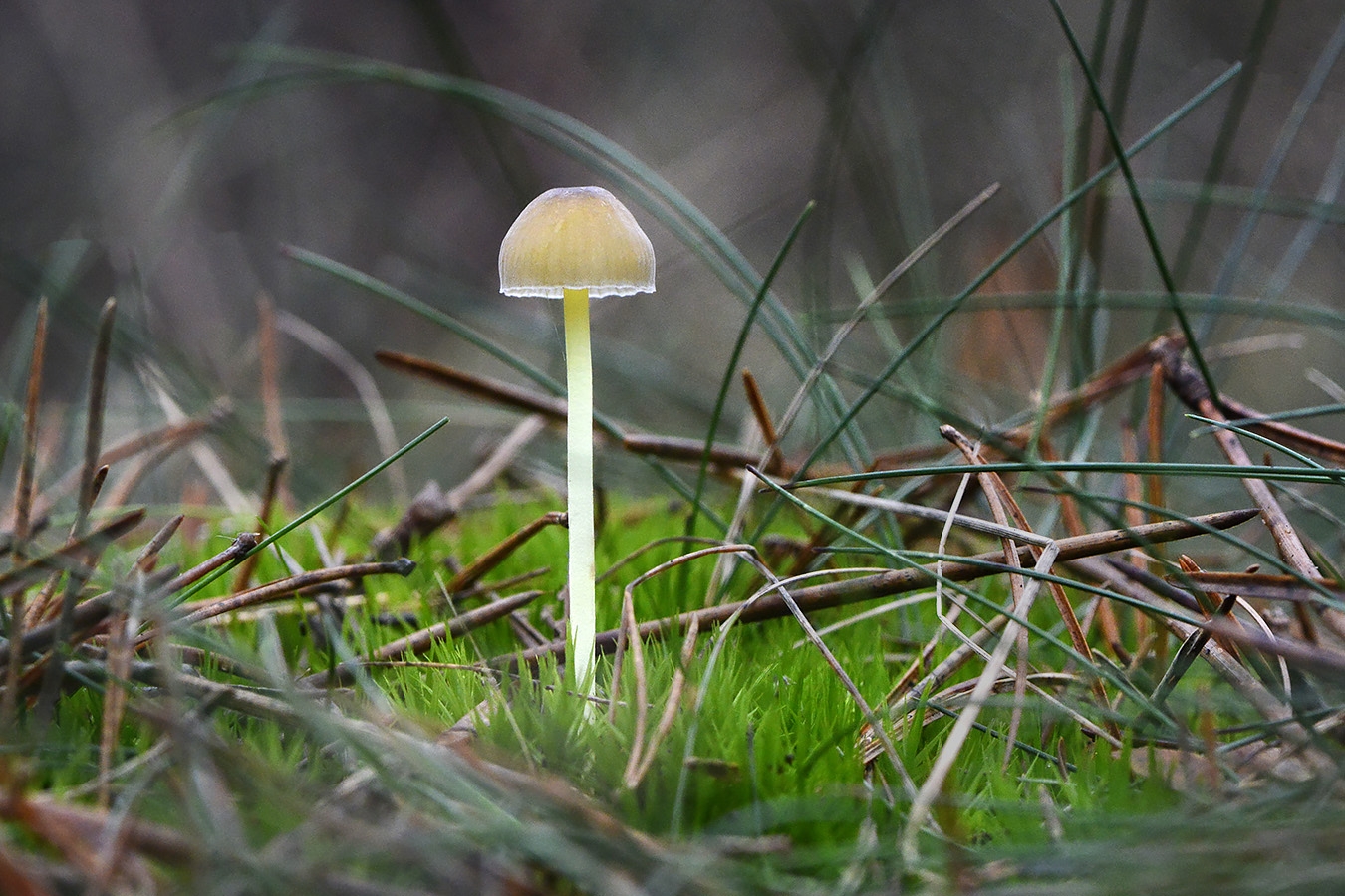 graskleefsteelmycena (mycena epipterygia) 11-2024 1606