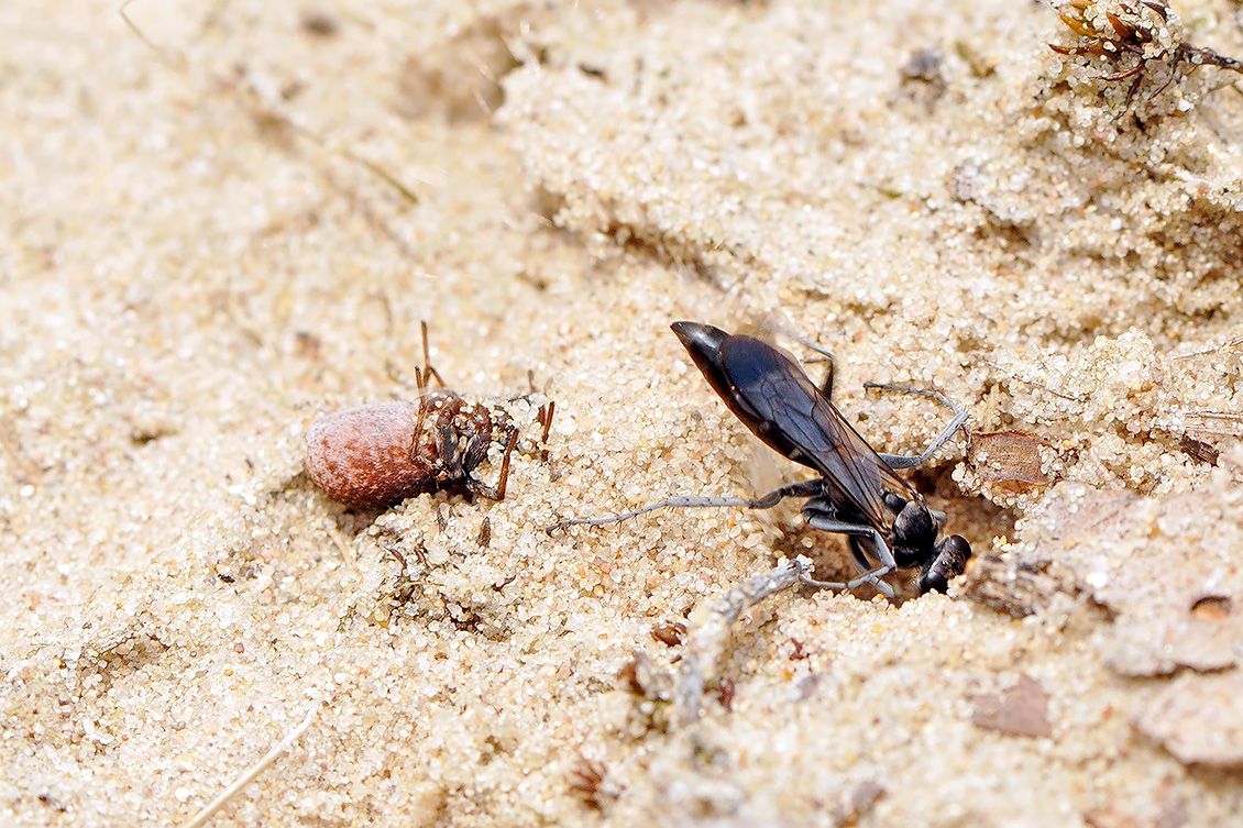 grijze spinnendoder (Pompilus cinereus) 6-2008 0474