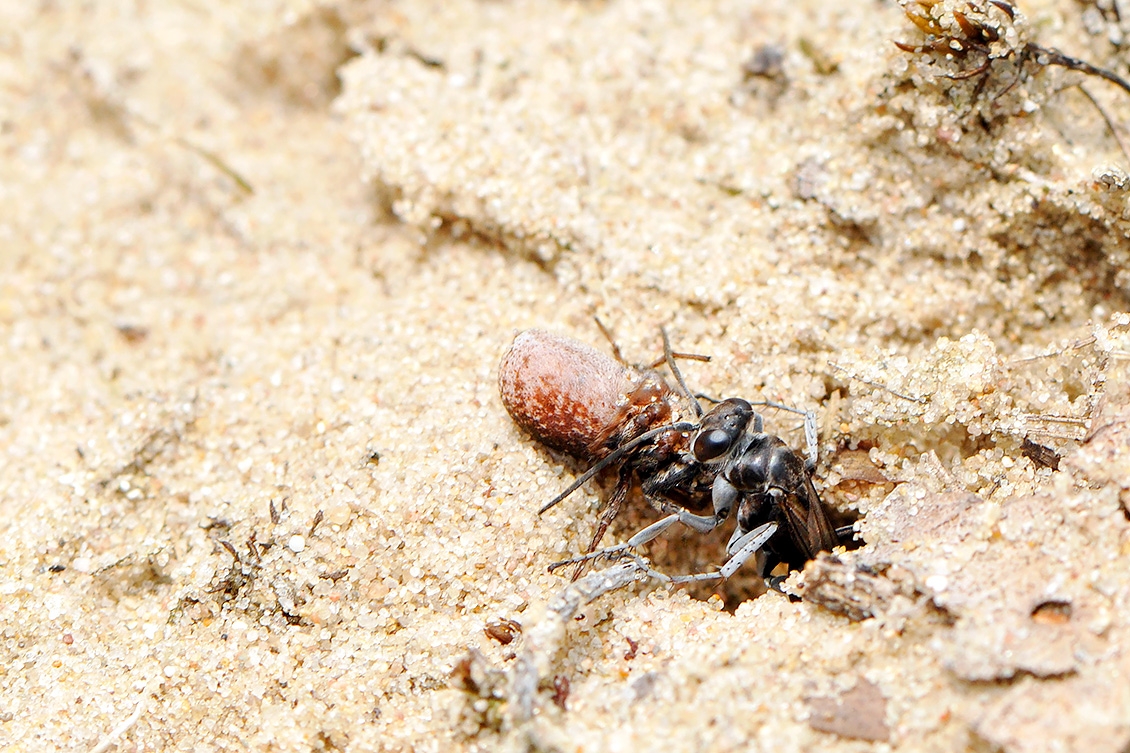 grijze spinnendoder (Pompilus cinereus) 6-2008 0477