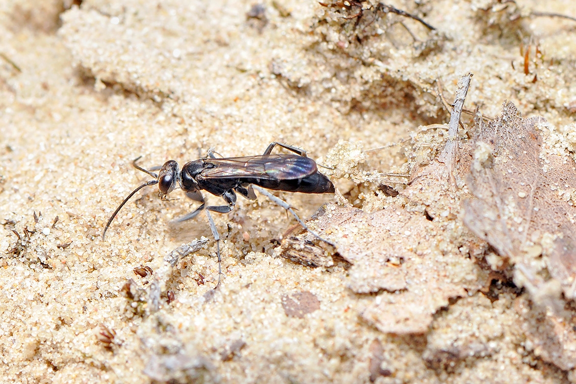 grijze spinnendoder (Pompilus cinereus) 6-2008 0488