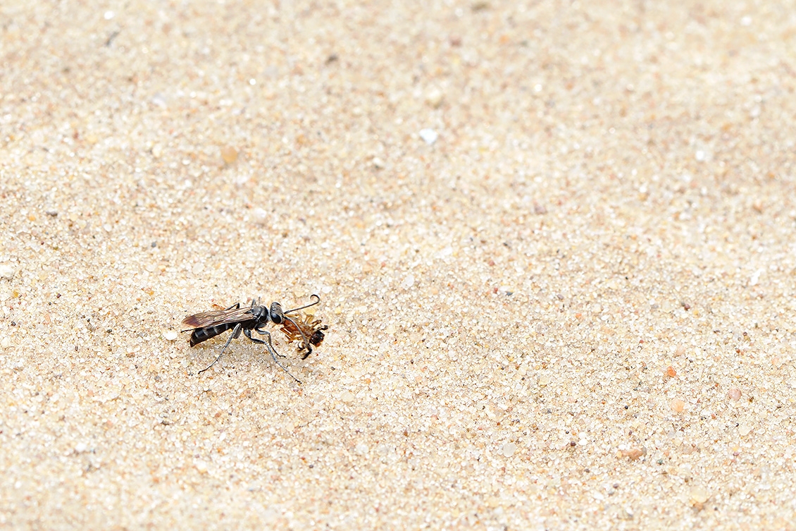 grijze spinnendoder (Pompilus cinereus) 6-2008 0512
