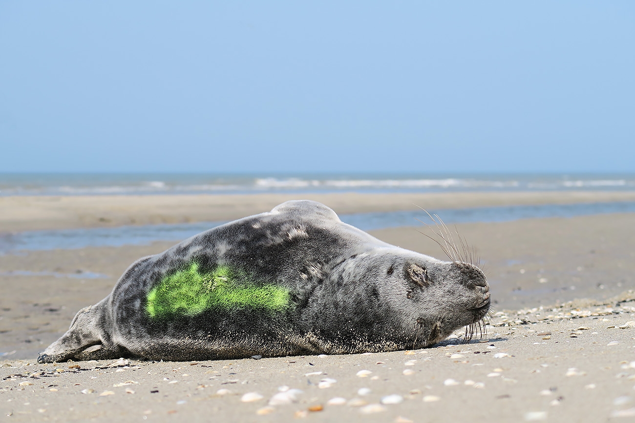 grijze zeehond (halichoerus prypus) 3-2022 8887