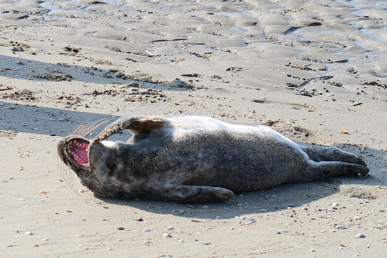 grijze zeehond (halichoerus prypus) 3-2022 8892