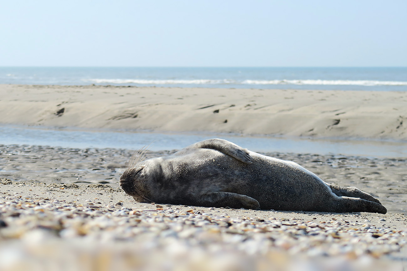 grijze zeehond (halichoerus prypus) 3-2022 8897