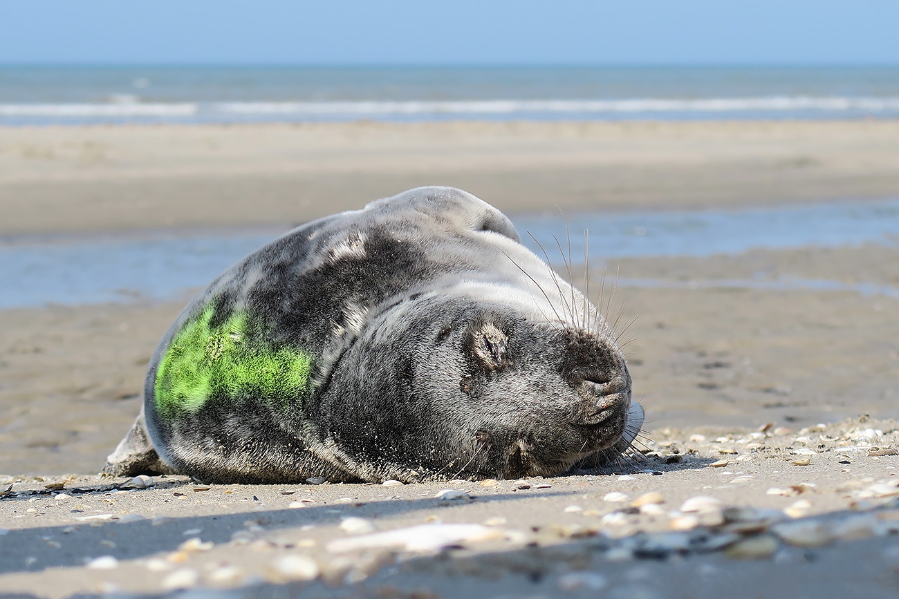 grijze zeehond (halichoerus prypus) 3-2022 8900
