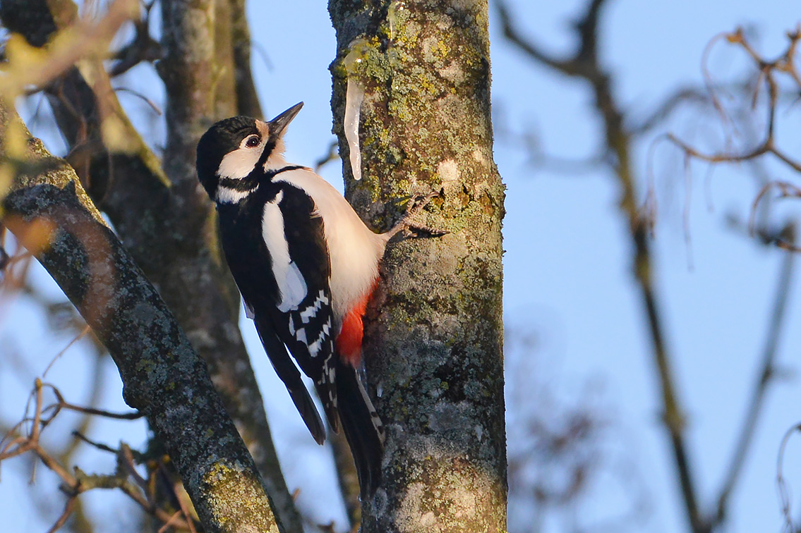 grote bonte specht (Dendrocopos major) 2-2021 5820