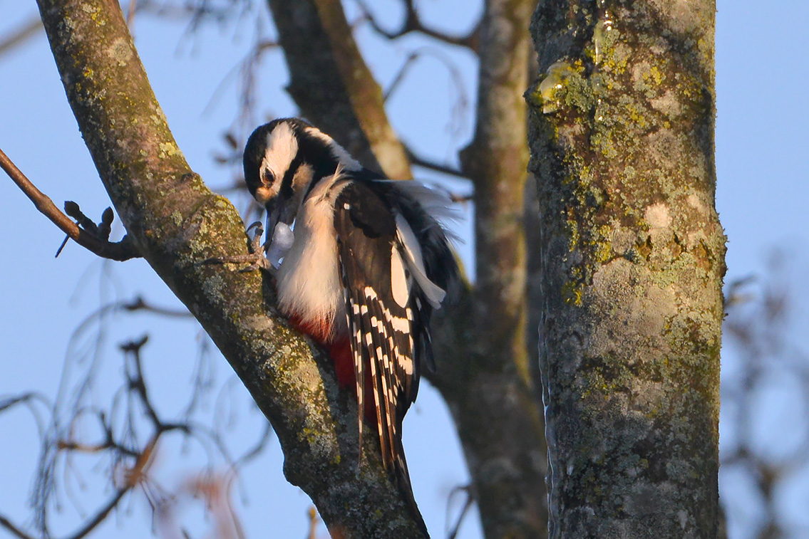 grote bonte specht (Dendrocopos major) 2-2021 5823