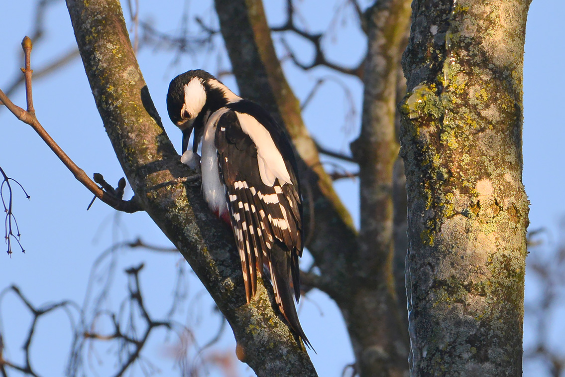 grote bonte specht (Dendrocopos major) 2-2021 5825