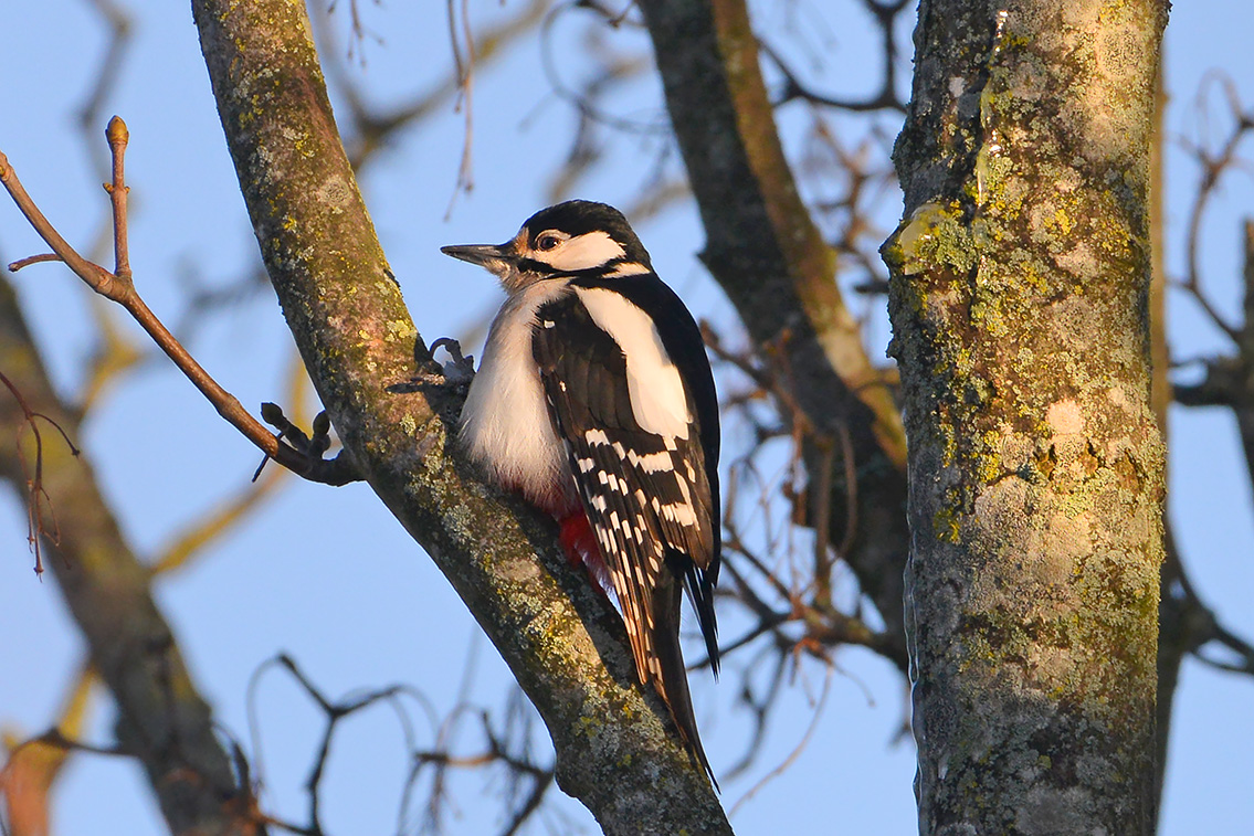 grote bonte specht (Dendrocopos major) 2-2021 5834