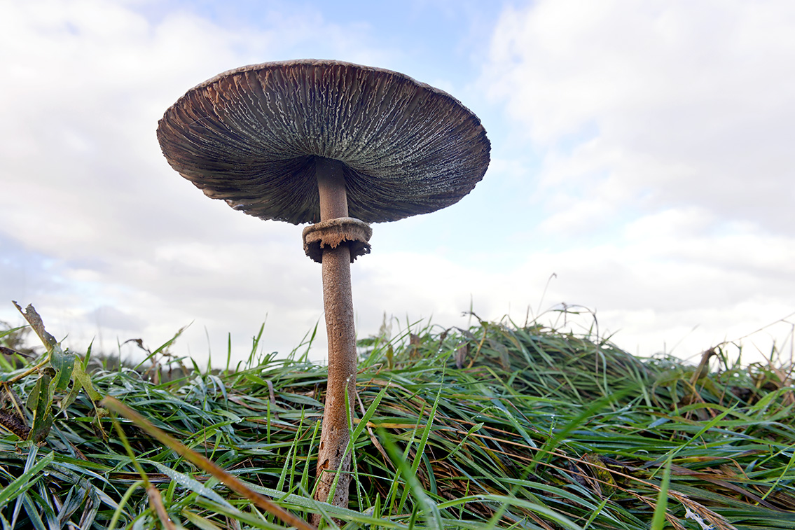 grote parasolzwam (Macrolepiota procera) 10-2020 3629