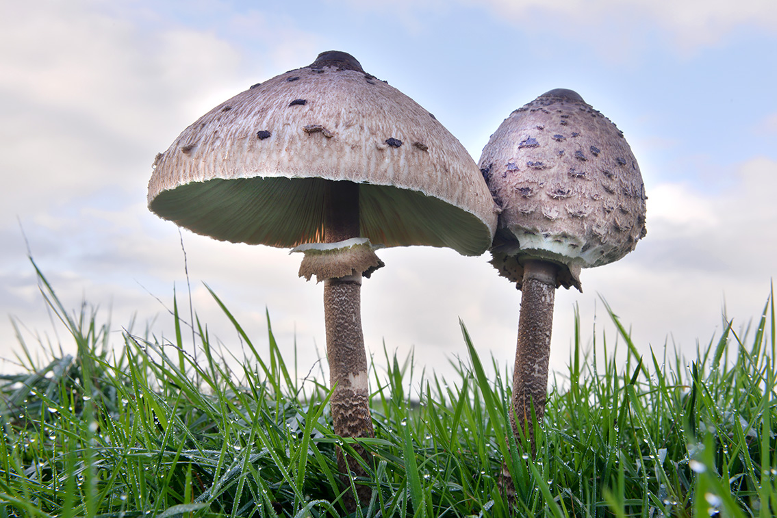 grote parasolzwam (Macrolepiota procera) 10-2020 3643