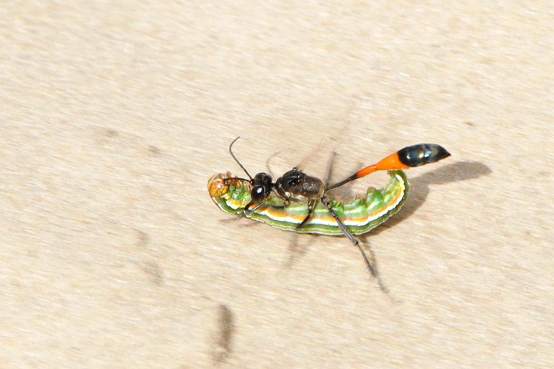 grote rupsendoder (ammophila sabulosa) 6-2008 1188-