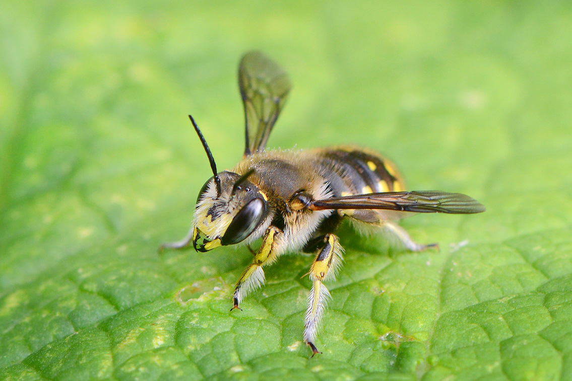 grote wolbij (Anthidium manicatum) 6-2019 9773