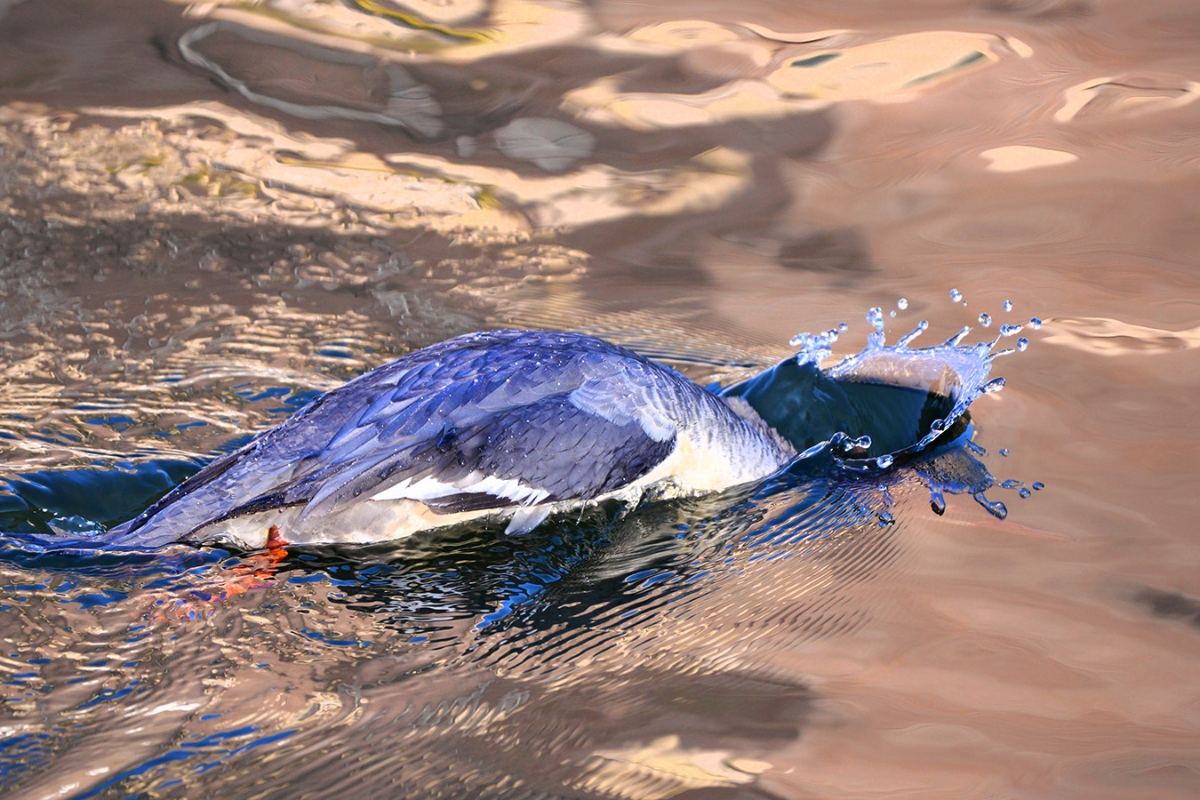 grote zaagbek (Mergus merganser) 2-2021 6135-
