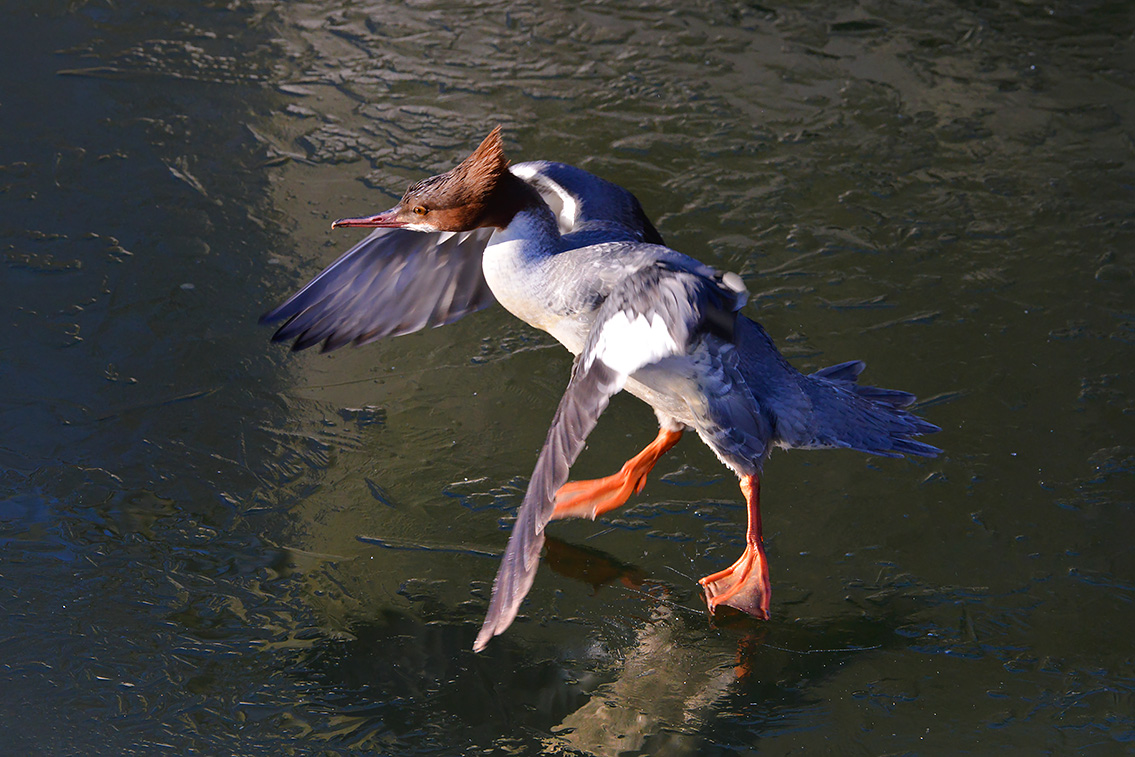 grote zaagbek (Mergus merganser) 2-2021 6301