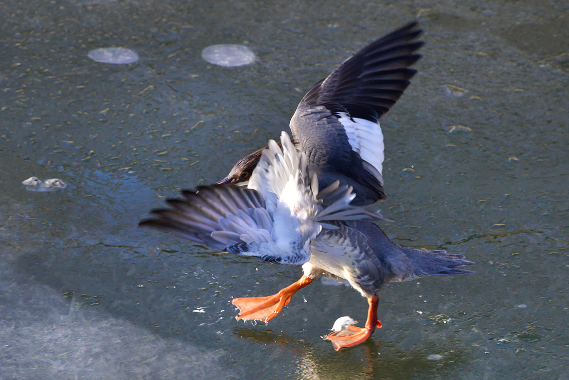 grote zaagbek (Mergus merganser) 2-2021 6308