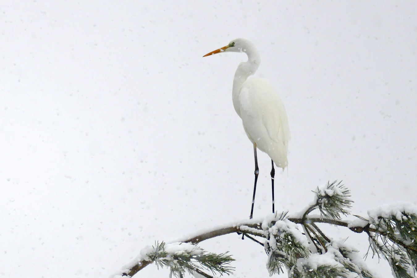 grote zilverreiger (Ardea alba) 1-2026 2579