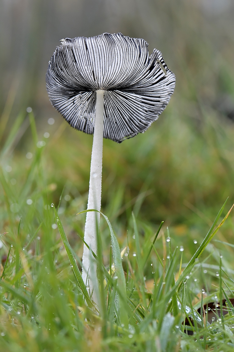 hazenpootje (coprinopsis lagopus) 11-2010 1881