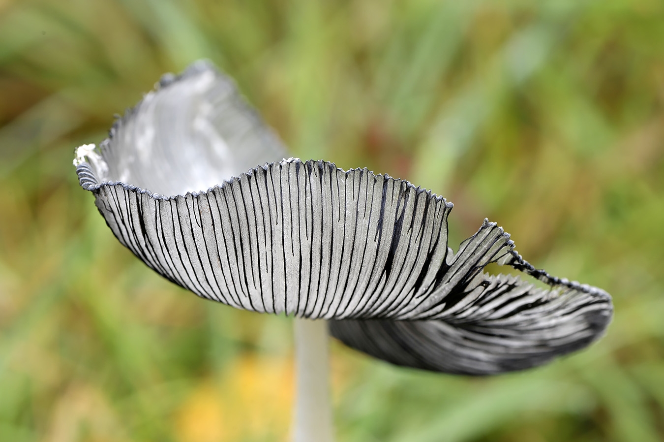 hazenpootje (coprinopsis lagopus) 11-2010 1890