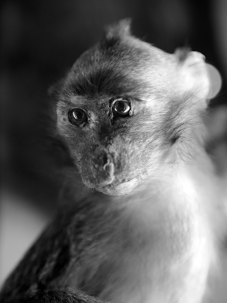 het natuurhistorisch 3-2022 1327